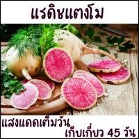 ราคา 200 เมล็ด เมล็ด พันธุ์ แรดิชเชอร์รี่ เบล Radish เมล็ดพันธุ์แรดิช (21956484347)