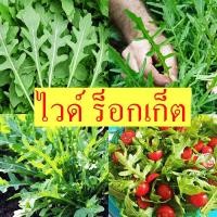 ราคา ไวด์ ร็อคเก็ต ถูกที่สุด10 บ เมล็ดพันธุ์ไวด์ ร็อคเก็ต100 เมล็ด งอกดี โตไว ทานอร่อย (21523531929)