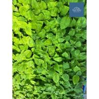 ราคา ต้นเพกา ต้นลิ้นฟ้า ต้นหมากลิ้นช้าง เสียหายเคลมฟรี (21742667045)