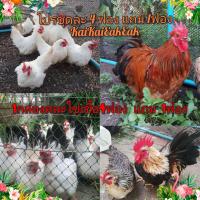 ราคา ไข่ เชื้อ ไก่แจ้ไข่ลุ้น เชื้อ 5ฟอง คละ 4แบบแถม 1 ฟอง ใน1 กล่อง ไข่ไก่ ไก่แจ้ขาวล้วน ไข่เชื้อไก่แจ้ ขาวหางดำ ไข่ เชื้อ ไก่แจ้เบญจรงค์ ไข่ เชื้อ มินิโคชิน 1ชุด คละ4ฟอง ฟองแถมเป็นไข่เชื้อที่ทางร้านจัดให้
