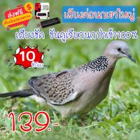 ราคา เสียงต่อ นกเขาใหญ่ แฟลชไดร์ฟเสียงนกเขาใหญ่ สำหรับต่อหรือล่อนกป่า ความยาว 10 ชม เสียงดัง เสียงใสกังวาน ได้ผล100 KD999 (21491899957)