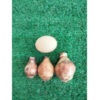 ราคา ว่านมหาโชค 1หัว รอบหัว 10 15cm หนึ่งในว่านชุดไตรภาคี ไม้มงคล ว่านมงคล หัวว่านมหาโชค (12831604207)