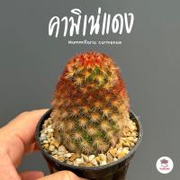 ราคา แมมมิลาเรีย คามิเน่แดง กระถาง2 5นิ้ว Mammillaria carmenae แคคตัส กระบองเพชร cactus succulent (21708336040)