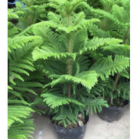 ราคา เมล็ดพันธุ์สนฉัตร สนฉัตรฮาวาย 20เมล็ด ซอง เมล็ดใหม่ ปลูกประดับสวน โรงแรม รีสอร์ท มีคู่มือการเพาะ (16992718346)