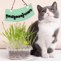 ราคา DH หญ้าแมว ชุดปลูกต้นข้าวสาลี ต้นอ่อนข้าวสาลี ออแกนิค พร้อมปลูก (17276418579)