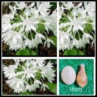 ราคา ว่านนางคุ้ม 1หัวเล็ก รอบหัว10 12cm ไม้มงคล ว่านศักดิ์สิทธิ์ ผู้เฒ่าเฝ้าบ้าน หัวว่าน (17111135081)