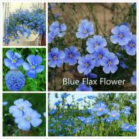 ราคา ดอกไม้จริง เมล็ดพันธุ์ 100 เมล็ด Blue Flax Flower Seeds ต้นไม้มงคล ต้นไม้ฟอกอากาศ บอนไซ ต้นไม้ บอนสี ไม้ประดับ ต้นดอกไม้สวยๆ เมล็ดดอกไม้ พันธุ์ดอกไม้ ดอกไม้ปลูก เมล็ดพันธุ์แท้ ต้นไม้ตกแต่ง plants เมล็