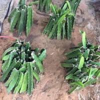 ราคา กิ่งพันธุ์แก้วมังกร สีแดง ปักชำง่าย ตัดสดทุกวัน ชุดละ 10 กิ่ง แถม 3 กิ่ง (17106050864)