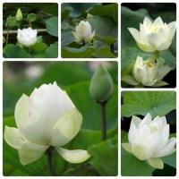 ราคา เมล็ดบัวหลวงดอกสีขาว ดอกใหญ่ ของแท้ 100 เมล็ดพันธ์ุบัวหลวง ดอกบัว ปลูกบัว เม็ดบัว สวนบัว White Lotus Waterlily seeds 8 เมล็ด (21010732111)