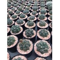 ราคา ยิมโนบัลเดียนัม Gymnocalycium Baldianum กระบองเพชร แคคตัส (11321753218)