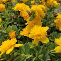 ราคา 100 เมล็ด ดอกไม้ แพรเซี่ยงไฮ้ คุณนายตื่นสาย Moss rose Purslane Seeds (22031746466)