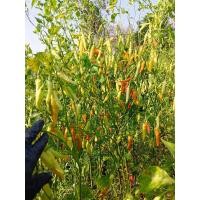 ราคา เมล็ดพันธุ์พริกกะเหรี่ยงยาว 300 เมล็ด 59 บาท (21414547688)