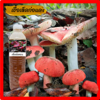 ราคา เชื้อเห็ดก่อแดง เห็ดก่อแดง หัวเชื้อเข้มข้น100 ไม่ผสมน้ำ 600ml พร้อมวิธีปลูก เชื้อเห็ด (22176845030)