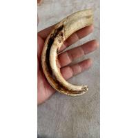 ราคา เขี้ยวหมูตัน ครึ่งถึงปลาย เก่า (21795083991)