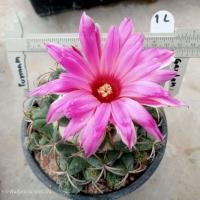 ราคา ช้างแม่พันธุ์ Coryphantha ไม้เมล็ด ขนาด 10 12 ซม ต้นกระบองเพชร ต้นแคคตัส แคคตัส กระบองเพชร (21569449895)