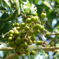 ราคา เมล็ดถั่วสบู่ Sapindus Marginatus ที่หายาก 5 พืชที่เป็นมิตรกับสิ่งแวดล้อม การใช้ชีวิตอย่างยั่งยืน เหมาะสำหรับนิ้วหัวแม่มือสีเขียว (21269584917)