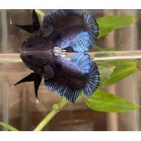 ราคา ปลากัดแปดริ้ว R79 สายทึก สายอึด สายเดิมพัน (21786049689)