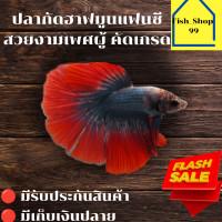 ราคา ปลากัดฮาฟมูนสวยงามเพศผู้ คัดเกรด สีแฟนซี มีรับประกันสินค้า มีเก็บเงินปลายทาง (21779339948)