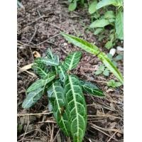 ราคา ต้นพญารากหอม ต้นอบเชยเถา ต้นไม้ล้อมขุดปลูก สมุนไพรหายาก (22144591307)