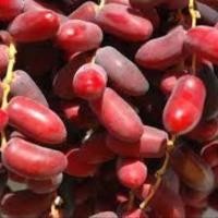 ราคา 10 เมล็ดอินทผาลัมแท้ อินทผาลัมสายพันธุ์แซมลี่ Seed date palm Zamli เมล็ดแท้จากต้นเพาะเนื้อเยื้อ (12122013275)