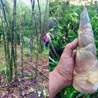 ราคา 40 เมล็ด เมล็ดพันธุ์ ไผ่บงหวาน Bambusa Sp Seeds ไผ่หวาน ไผ่ตงหวาน เมล็ดไผ่ พืชเศรษฐกิจใหม่ หน่อไม้ ไผ่ ไม้ไผ่ (9107851439)