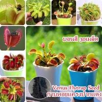 ราคา 30pcs กาบหอยแครงปากแดง Venus Flytrap Seeds บอนสี เสือพราน ไม้กินแมลง กาบหอยแครงปากแดง Funny Plant ต้นไม้ ดอกไม้ ต้นไม้ฟอกอากาศ ต้นไม้มงคลสวยๆ เมล็ดดอกไม้ ไม้ ดอกตลอดปี Flower Seeds for Planting plant