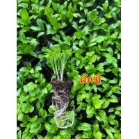 ราคา ต้นกล้าผักชีพร้อมปลุก กล้าผักสลัด ต้นกล้าผักสวนครัว ต้นกล้าผักไทย ต้นกล้าผักไฮโดรโปรนิก (20812604379)