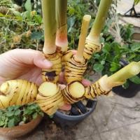 ราคา ข่าแก่ ข่าเหลือง พันธุ์ข่าพร้อมปลูก 1 กิโล ใช้ทำอาหารได้ รสชาดเผ็ดร้อน ใช้ปลูกได้ ข่าปลอดสารพิษ ขุดตามออเดอร์ (22176090747)