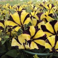 ราคา 800 Petunia Seeds เมล็ดพันธุ์ ดอกพิทูเนีย ปลูกง่าย ปลูกได้ทั่วไทย สายพันธุ์ The Tiger Petunia สีเหลือง (20776714152)
