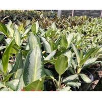 ราคา อโกลนีม่า รัศมีเงิน Aglaonema sp Ratsamee ngoen (22040197207)