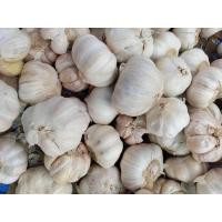 ราคา กระเทียมปิงปอง กระเทียมจีน คัดพิเศษ กลีบใหญ่ (22147844245)