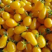 ราคา 20 เมล็ด มะเขือเทศ เมล็ดผัก สวนครัว ปลูกได้ทั้งปี Tomato Seeds สายพันธุ์ มะเขือเทศเชอร์รี่ Yellow Pear (21625112290)