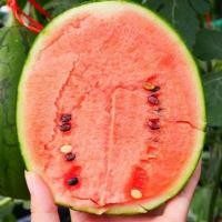 ราคา แตงโมจิ๋ว แตงโมคอนโด 10แถม1 ถูกที่สุด10 บ เมล็ดพันธุ์แตงโมจิ๋ว 5 30เมล็ด งอกง่าย โตไว ลูกดก แตงโมกระถาง แตงโมแคระ (22051086268)