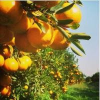 ราคา ต้นกล้า ส้มเขียวหวาน ส้มสายน้ำผึ้ง ผลใหญ่ รสหวาน ต้นกล้าพร้อมปลูก ต้นละ 10บาท ซื้อ 10แถม 2 ต้น ช่วยบำรุงผิวพรรณให้เปล่งปลั่ง เป็นยาขับลมแก้อาหารไม่ย่อย (21784965122)