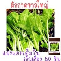 ราคา เมล็ด พันธุ์ ผักกาดขาวใหญ่ 500เมล็ด ซองซิป (21956308706)