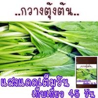 ราคา เมล็ด พันธุ์ กวางตุ้งต้น 500เมล็ด (21956512316)