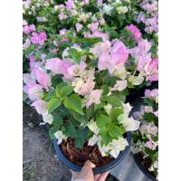 ราคา ต้นเฟื่องฟ้ากระถาง 11 ส่งทั้งกระถาง เลือกสีได้ ต้นเฟื่องฟ้า ดอกเฟื่องฟ้า ทนแดด ออกดอกทั้งปี ดูแลง่ายขยายพันธุ์ได้ (21518547315)