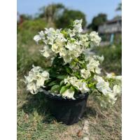 ราคา ต้นเฟื่องฟ้ากระถาง 11 ส่งทั้งกระถาง เลือกสีได้ ต้นเฟื่องฟ้า ดอกเฟื่องฟ้า ทนแดด ออกดอกทั้งปี ดูแลง่ายขยายพันธุ์ได้ (21518547311)