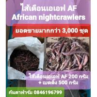 ราคา African Nightcrawlersไส้เดือนเอเอฟ ไส้เดือนaf (22229255222)