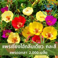 ราคา เมล็ดพันธุ์แพรเซี่ยงไฮ้ มอสโรส Mose Rose ดอกลานแพร 2000 เมล็ด คุณนายตื่นสาย (21408832634)
