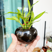 ราคา ไผ่กวนอิม ไผ่พร้อม กระถาง โอ่งขาว มินิมอล ขนาด 2 นิ้ว (14673776495)