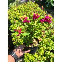 ราคา เฟื่องฟ้า ถุงดำ 4 5 มีหลายกิ่ง สูงจากปากถุง 30 40cm ต้นเฟื่องฟ้า ดอกเฟื่องฟ้า ทนแดด ออกดอกทั้งปี ดูแลง่ายขยายพันธุ์ได้ (21518561679)