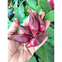 ราคา ว่านหอมแดง ชุด10หัว ใช้ประดับเป็นไม้มงคลและทำยา ว่านข้าวแผ่ ว่านชู้ข้าว (21461587353)