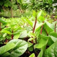 ราคา เมล็ดพันธุ์ เมล็ดผักปรังม่วง ผักปลัง ผักปัง ผักปลังม่วง 300 เมล็ด 10 แถม 1 คละได้ (21085949386)