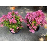 ราคา เฟื่องฟ้า ถุงดำ 4 5 มีหลายกิ่ง สูงจากปากถุง 30 40cm ต้นเฟื่องฟ้า ดอกเฟื่องฟ้า ทนแดด ออกดอกทั้งปี ดูแลง่ายขยายพันธุ์ได้ (21518561672)