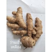 ราคา ว่านเอ็นเหลือง 1เหง้าใหญ่ หัวว่านเอ็นเหลือง สมุนไพร (12831502952)