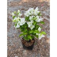 ราคา เฟื่องฟ้า ถุงดำ 4 5 มีหลายกิ่ง สูงจากปากถุง 30 40cm ต้นเฟื่องฟ้า ดอกเฟื่องฟ้า ทนแดด ออกดอกทั้งปี ดูแลง่ายขยายพันธุ์ได้ (21518561670)