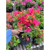 ราคา เฟื่องฟ้า ถุงดำ 4 5 มีหลายกิ่ง สูงจากปากถุง 30 40cm ต้นเฟื่องฟ้า ดอกเฟื่องฟ้า ทนแดด ออกดอกทั้งปี ดูแลง่ายขยายพันธุ์ได้ (21518561678)