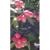 ราคา มะม่วงหาวมะนาวโห่สด 500 กรัม (22063025987)