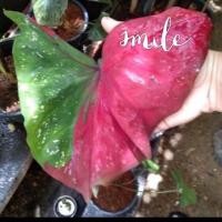 ราคา บอนสีนางไหม ชิ้นผ่าหัว แท้100 (11172704993)